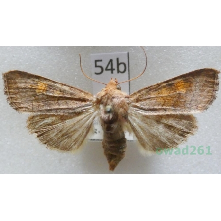 Amphipoea lucens (Freyer, 1845) Czech54b